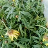 Amine, 49 ans, Argenteuil, France